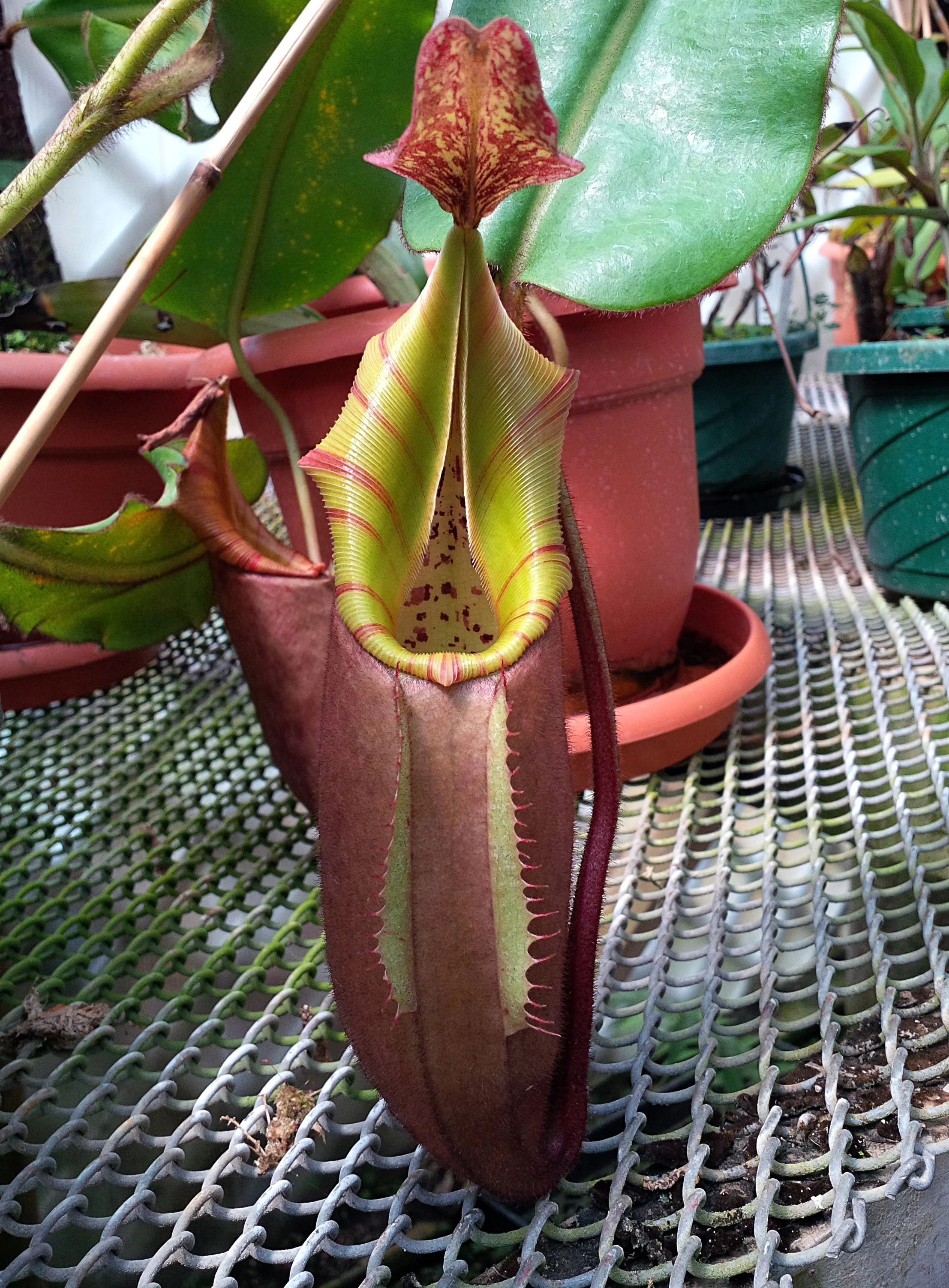 Nepenthes veitchii — Exotica Esoterica